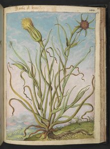 Tragopogon porrifolius, aus "Gemälde der Flora der römischen Staaten" von Gherardo Cibo