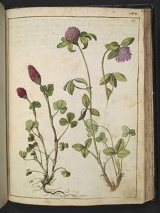 Trifolium incarnatum & Trifolium pratens, aus 