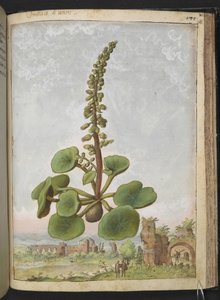 Umbilicus rupestris (Nabelkraut): Essbare Blütenpflanze, aus 