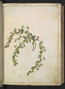 Veronica, aus "Gemälde der Flora der römischen Staaten" von Gherardo Cibo, Add MS 22333, f048r, ca. 1564-84 von Gherardo Cibo