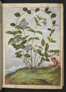 Vinca minor (Immergrün), aus "Paintings of Flora of the Roman States" von Gherardo Cibo von Gherardo Cibo