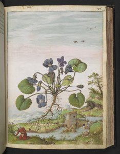 Viola odorata, aus "Gemälde der Flora der römischen Staaten" von Gherardo Cibo, Add MS 22333, f104r, ca. 1564-84 von Gherardo Cibo