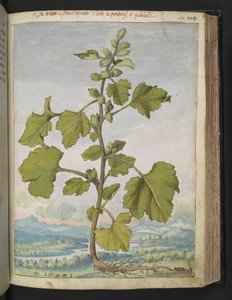 Xanthium strumarium, aus 