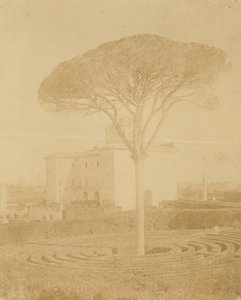 [Baum im formalen Garten außerhalb des Palazzo], 1860er-70er Jahre von Giacomo Caneva