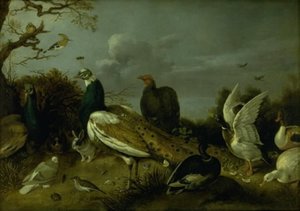 Pfauen, Enten und andere Tiere