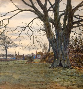 Der alte Baum