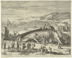 Gestrandeter Wal bei Berckhey, 1598