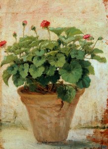 Vase mit Geranie