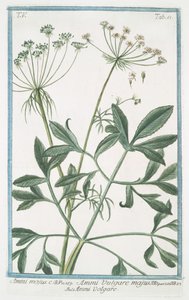 Ammi majus von Giorgio Bonelli