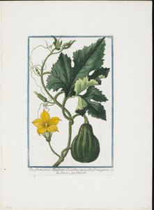 Gemüsedruck, aus Hortus Romanus, Bd. I oder II, 1772-93