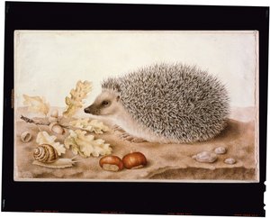 Ein Igel in einer Landschaft