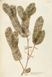 Europäische Eibe (Taxus baccata), Taxaceae von Giovanni Antonio Bottione von Giovanni Antonio Bottione