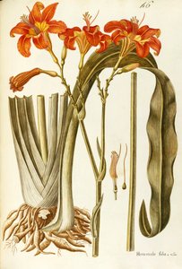 Orange Taglilie (Hemerocallis fulva), Liliaceae von Giovanni Antonio Bottione von Giovanni Antonio Bottione