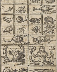 Essempio di recammi, Seite 11 recto, 1530