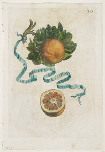 Aurantium Crispo Folio, aus Hesperides, 1646