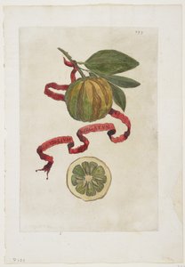 Aurantium Virgatum, aus Hesperides, 1646