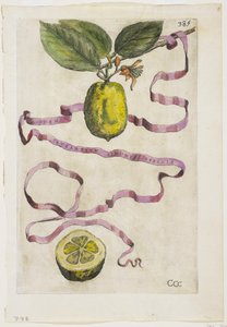 Idem Aurantium Limonis Effigle, aus Hesperides, 1646 von Giovanni Battista Ferrari