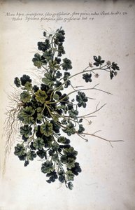 Alcea Afra - in „Historia botanica practica, seu plantarum, quae ad usum medianae pertinent, nomenclatura, descriptio et virtutes...“ von Giovanni Battista Morandi (? - 1761)