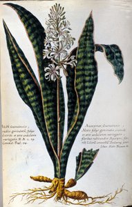 Aloe. Heilpflanze. Gravur - in „Historia botanica practica, seu plantarum, quae ad usum medicinae pertinent, nomenclatura, descriptio et virtutes...“ von Giovanni Battista Morandi