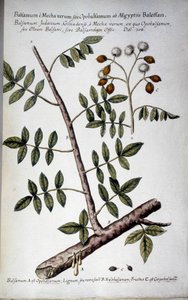 Opobalsamum (Zweig mit Harz) - In „Historia botanica practica, seu plantarum, quae ad usum medianae relevant, nomenclatura, descriptio et virtutes...“ von Giovanni Battista Morandi (? - 1761)