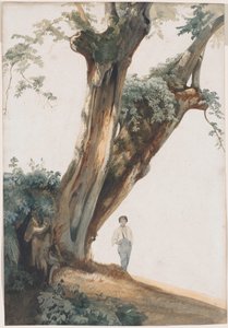 Alte Bäume in der römischen Campagna