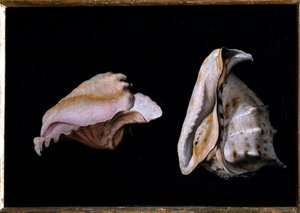 Zwei Muscheln (Stillleben mit Muscheln) von Giovanni Girolamo Savoldo