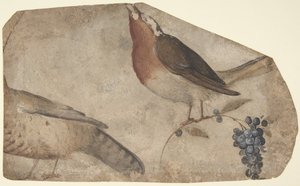 Vogel isst Trauben (recto), Tigerin (verso), 1487-1564