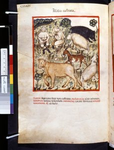 Theatrum sanitatis von Ububchasym de Baldach: 