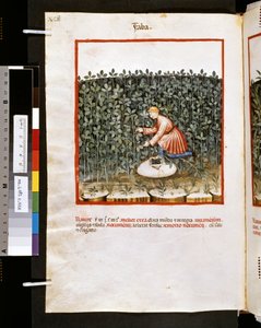 Theatrum sanitatis von Ububchasym de Baldach: 