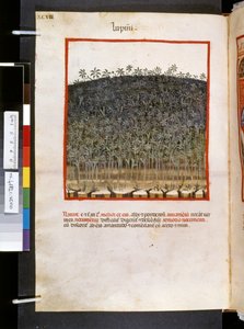 Theatrum sanitatis von Ububchasym de Baldach: 