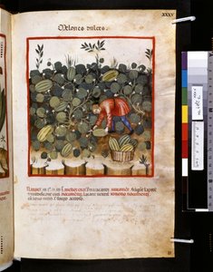 Theatrum sanitatis von Ububchasym de Baldach: 