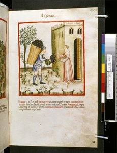 Theatrum sanitatis von Ububchasym de Baldach: 