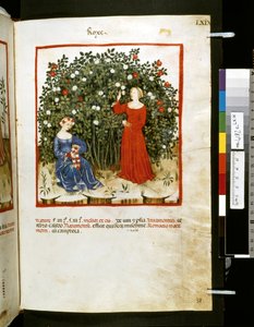 Theatrum sanitatis von Ububchasym de Baldach: 