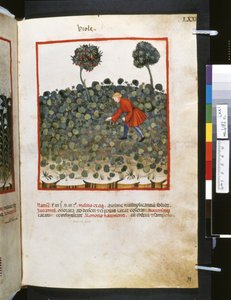 Theatrum sanitatis von Ububchasym de Baldach: 