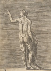 Gehäuteter Mann mit linker Hand auf der Hüfte, hält Haut in der rechten Hand, ca. 1531-76