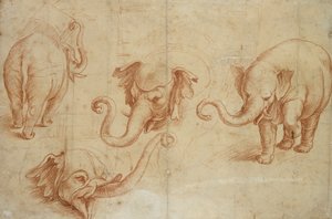 Vier Studien eines Elefanten von Giulio Romano