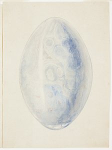 Übersicht über ovale Muschelschale von Giuseppe Grisoni