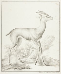 Antilope