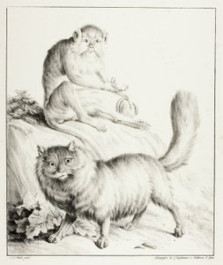 Katze und Affe