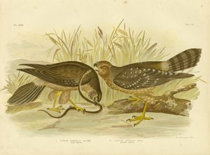 Alliierter Harrier oder Fleckiger Harrier, 1891 von Gracius Broinowski