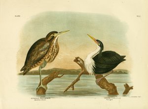 Australischer Rohrdommel, 1891 von Gracius Broinowski
