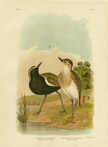 Australischer Goldregenpfeifer oder Pazifischer Goldregenpfeifer, 1891 von Gracius Broinowski