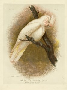 Blutbefleckter Kakadu, 1891 von Gracius Broinowski
