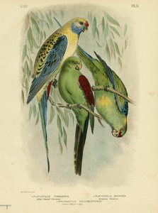 Blauwangen-Sittich, 1891