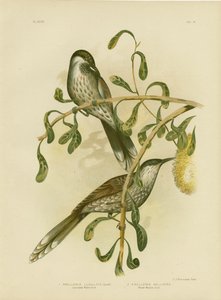Lumulated Wattlebird oder Kleiner Wattlebird, 1891
