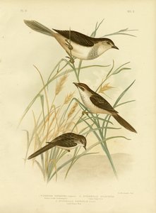Rötlich getönter Cincloramphus oder Rötlicher Singlerche, 1891 von Gracius Broinowski