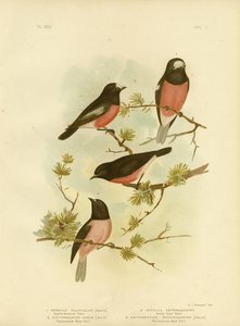 Scharlachrotes Rotkehlchen oder Pazifik-Rotkehlchen, 1891 von Gracius Broinowski