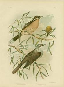 Stachelschwanz-Honigfresser, 1891