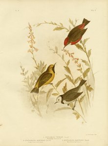 Dreifarbige Ephthianura, 1891 von Gracius Broinowski