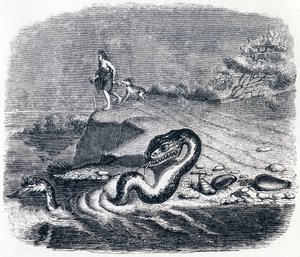 Der Kopf und der Schwanz der Schlange - Fabeln von La Fontaine von Grandville